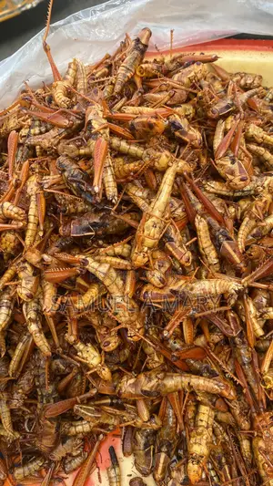 Grasshopper
