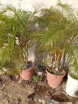 Outdoor/Indoor Plants