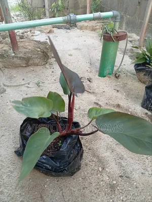 Indoor/Outdoor Plants