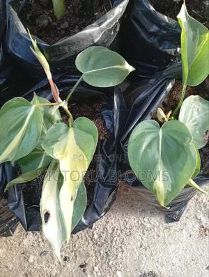 Outdoor/Indoor Plants