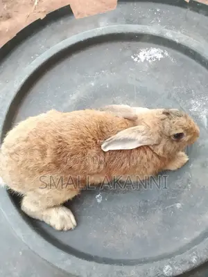 I Have Healthy and Strong Rabbits for Sale.
