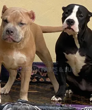 3-6 months Female Purebred American Bully