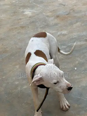 3-6 months Male Purebred American Pit Bull Terrier