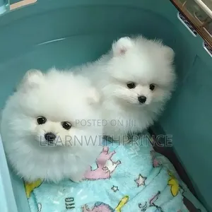 1-3 months Female Purebred Pomeranian