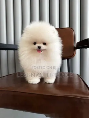 1-3 months Male Purebred Pomeranian