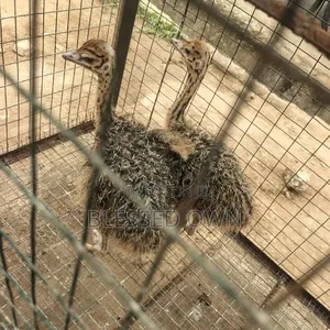 Ostriches Are Available