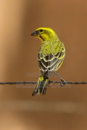 Canary Birds Are Available
