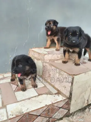 1-3 months Female Purebred German Shepherd