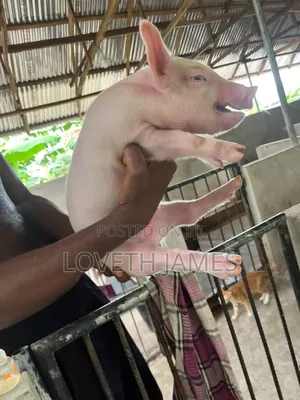 Hybrid Piglet