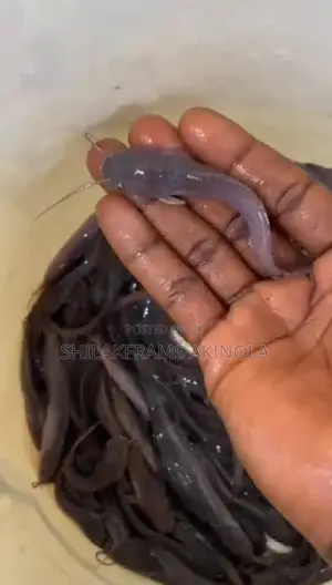 Catfish For Sell