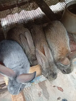 3 Months Old American Chinchilla Breed