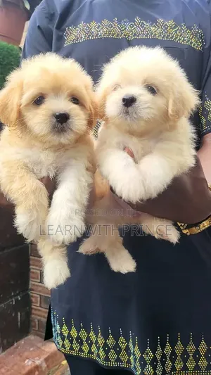 1-3 months Female Purebred Lhasa Apso