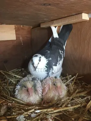Hen and Squabs Available