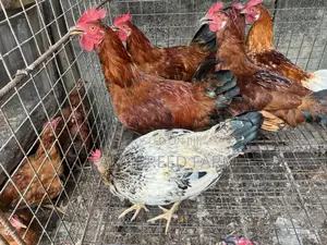 Matured Noiler Crossbreed Chicken
