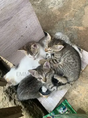 1-3 months Female Mixed Breed Cat