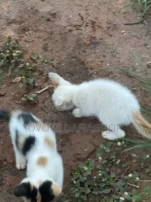 1-3 months Female Mixed Breed Tabby