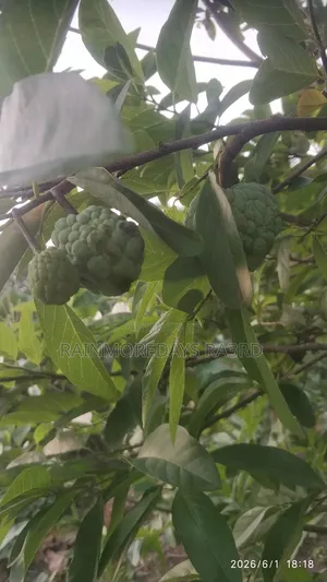 Fresh Sweetsop