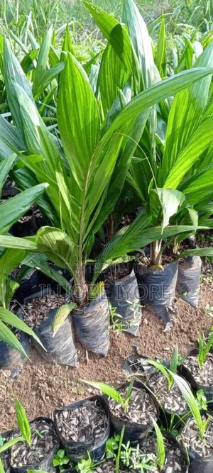 Oil Palm Seedlings Healthy And Productive