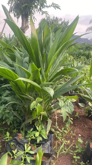 Oil Palm Seedlings