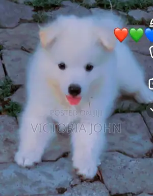 1-3 months Male Purebred American Eskimo