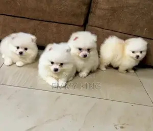1-3 months Female Purebred Pomeranian