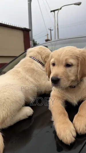 1-3 months Male Purebred Golden Retriever