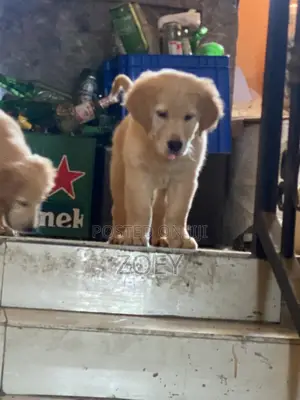 1-3 months Male Purebred Golden Retriever