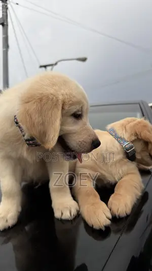 1-3 months Male Purebred Golden Retriever