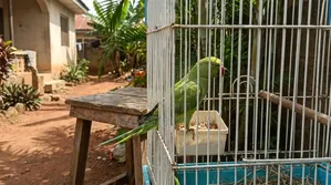 Indian Ringnecks Parrots