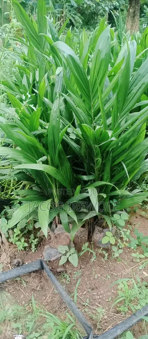 Hybrid Supergene Oil Palm Seedlings