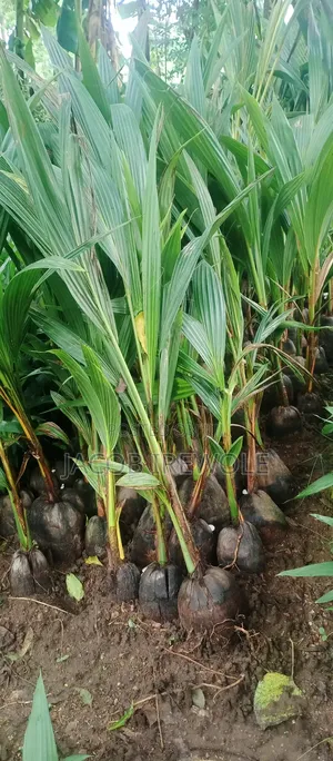 Dwarf Hybrid Coconut Seedlings
