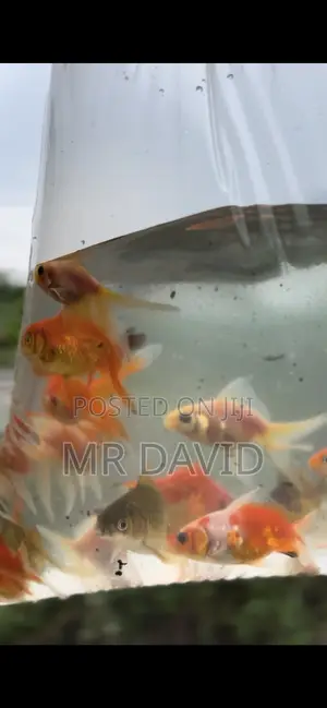 Gold Fish.