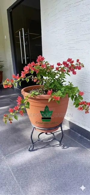 Ornamental Outdoor Natural Plants