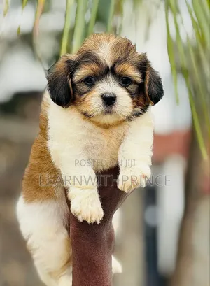 1-3 months Male Purebred Lhasa Apso
