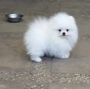 1-3 months Male Purebred Pomeranian