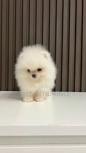 1-3 months Male Purebred Pomeranian