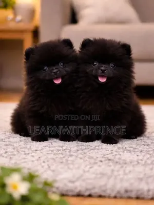 1-3 months Female Purebred Pomeranian