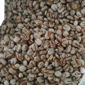 Castor Seed - Castor Bean Per Kg