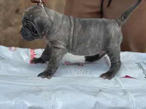 1-3 months Male Purebred Neapolitan Mastiff