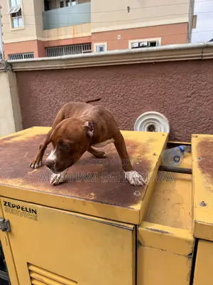 3-6 months Female Purebred American Bully