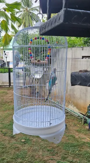 Budgies, Cocktiel, Canary and Grey Parrots Cage for Sale