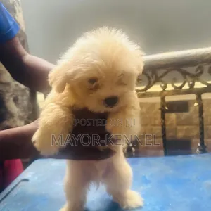 1-3 months Male Purebred Lhasa Apso
