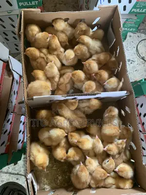 Brown Pullet