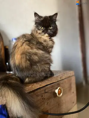 1+ year Female Purebred Persian