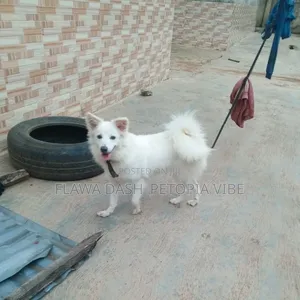 6-12 months Female Purebred American Eskimo