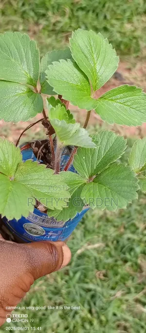 Live Strawberry Plants for Sale