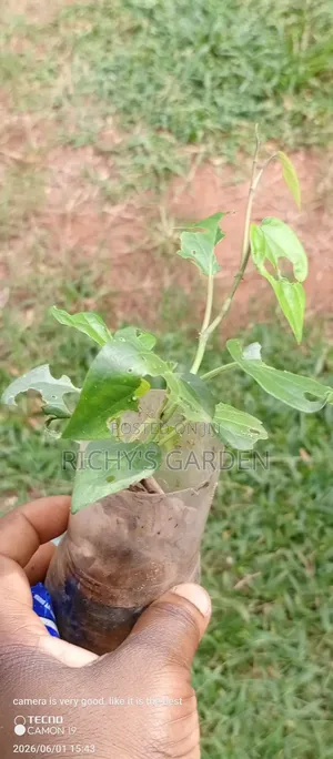 Uziza Live Plants