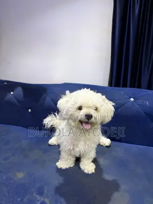 1+ year Female Purebred Lhasa Apso