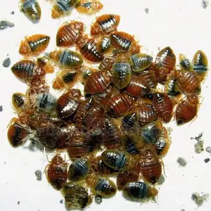 Eliminate Bedbugs, Termite And Lot More