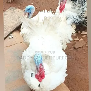Big Turkeys for Sale
